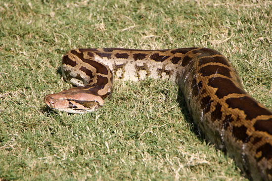 Das ist die 3m Felspython - zumindestens ein Ende davon...