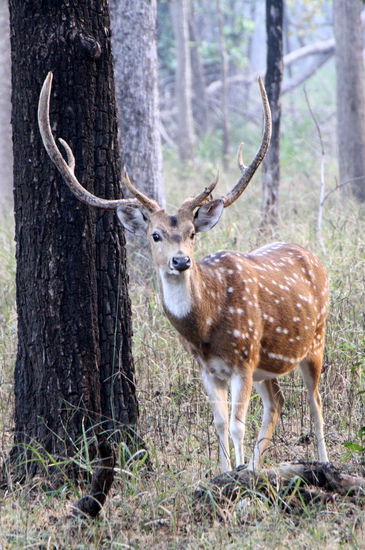 Immer wieder Hirsche ...