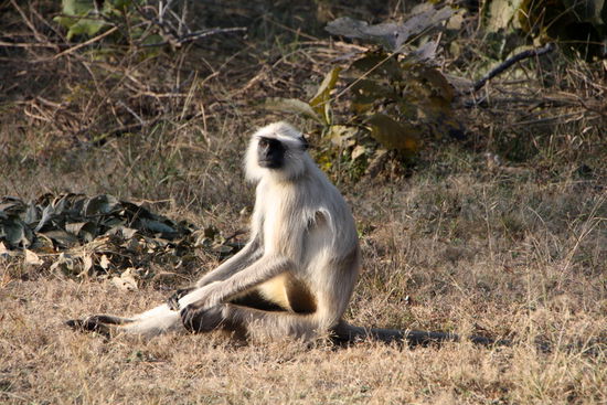 ... und die weissen Affen (Languren). Dieser hier hat`s sich gemütlich gemacht.