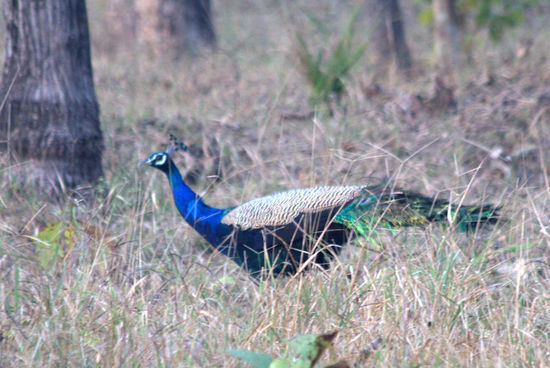Ein Pfau - endlich mal von vorne erwischt.