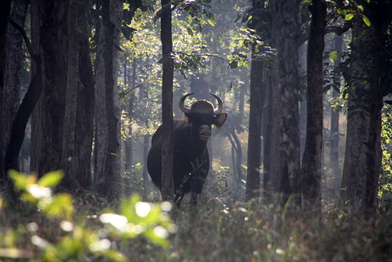 Zum ersten Mal sehen wir hier ein Gaur - ein Ur-Rind.