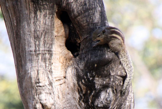 Und noch jemand neues: ein Streifenhörnchen.