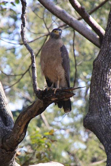 Das ist glaub ein Schlangenadler - wir machen uns aber noch schlau.