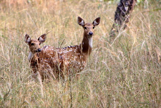 Und wieder Hirsche - und sie bleiben einfach süss.