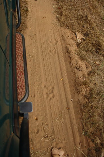 Wieder nur die Spuren vom Tiger. Wir fragen uns ob hier die Angestellten mit Stempeln durch den Park laufen und diese Abdrücke hinterlassen.