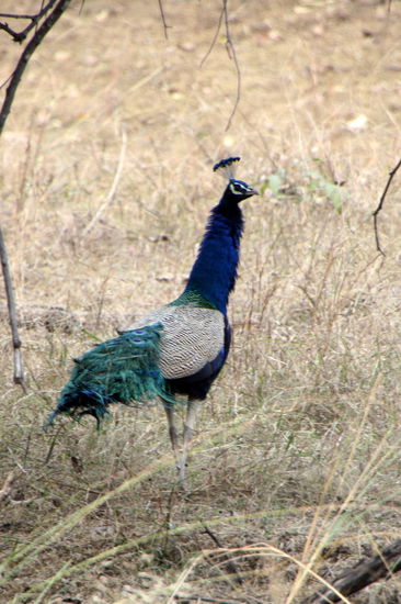 Ein Pfau - leider hat keiner ein Rad geschlagen.