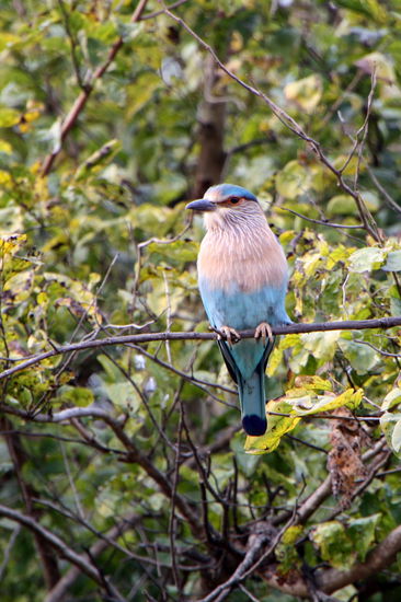 Ein Indian Roller oder Blue Jay.