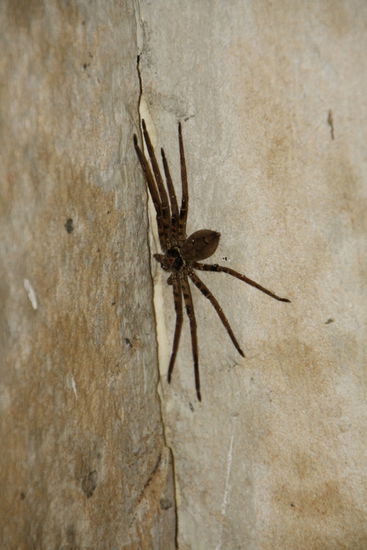 Diese hier besuchte uns in der Dusche.