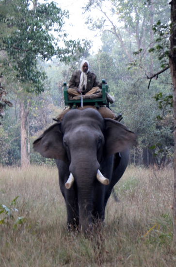Die Mahouts suchen jeden Tag nach den Tigerchen. Von ihnen haben wir die Tipps bekommen.