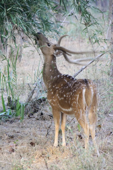 Die Zweige schmecken bestimmt gut.