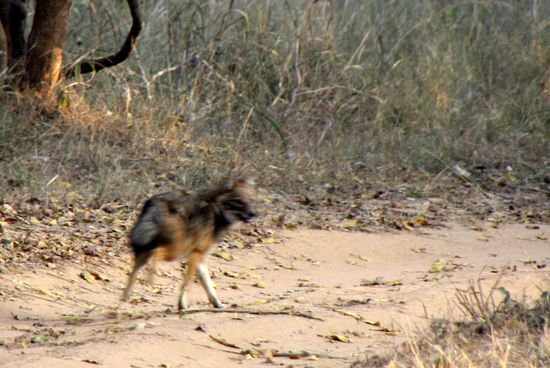 Ein Schakal - der war leider zu schnell für den Fotoaparat - oder doch für den Fotografen?