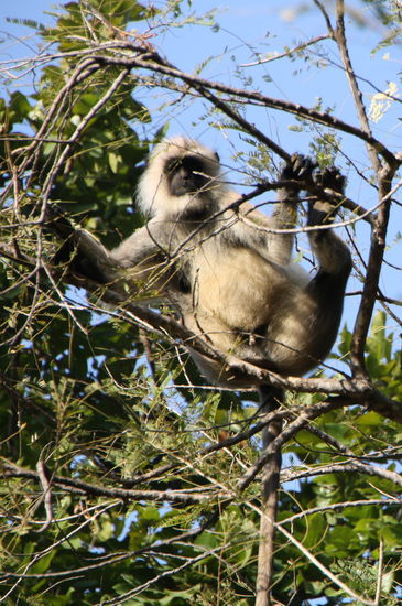 Sieht gemütlich aus.