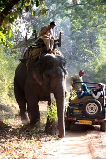 Austausch über den eventuellen Aufenthalt der Tiger.