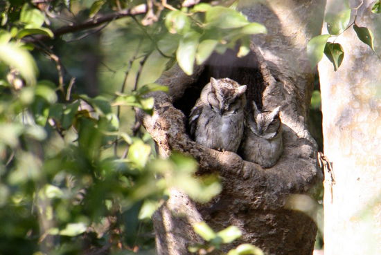 Es geht wieder in den Park und wir sehen diese goldigen Eulchen, denen wohl auch kalt war. Kuschelzeit!