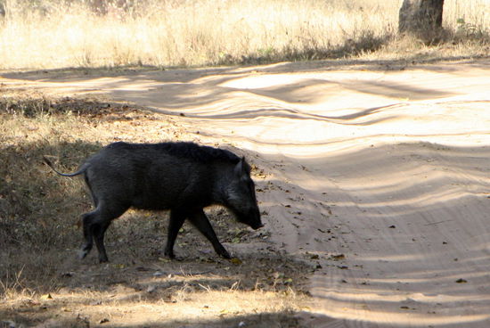 Ein Wildschwein bekommen wir auch etwas besser als zuvor mal vor die Linse.