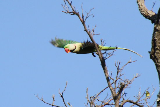 Im Flug erwischt - Juhuu!
Blöder Ast!