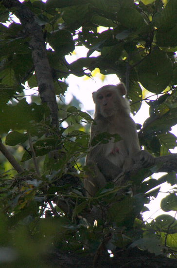 Ein Rhesus Macaque - ja es gibt nicht nur Languren hier.