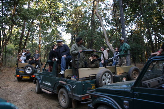 Ein Tiger wurde gesichtet - alle warten.
