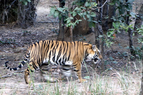 Und hier ist er. Er kommt aus dem Gebüsch geschlichen.