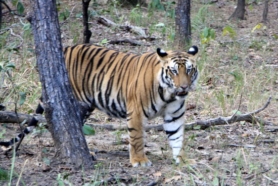 Richtig breite Schultern - ob das wohl das Männchen ist? Auf jeden Fall hat er blaue Augen.