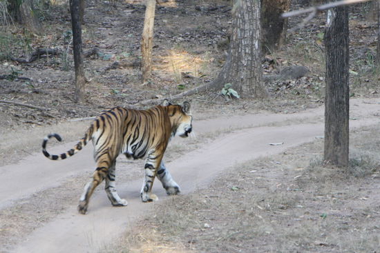 Auf dem Weg zum Wasserloch.