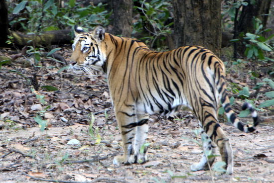 Er hat es geschafft über die Strasse zu kommen und dreht sich nochmal zu den Autos und den Verrückten darauf um.