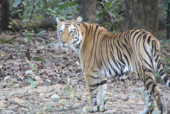 Hier der mit den braunen Augen.