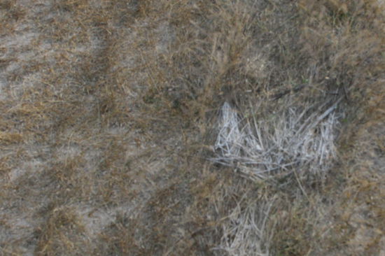 Und es war wieder eiskalt. Der Beweis: Rauhreif auf dem Gras.