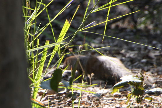 Wir waren nur kurz im Park und sehen ein neues Tier: ein Mungo - der war schnell!