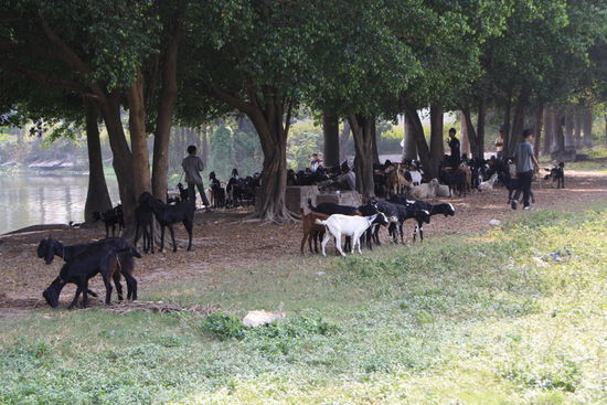The Maidan: Der zentrale Park in der Stadt dient gleichzeitig als Weide...