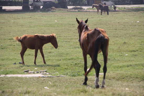 Die Ausbeute an saftigen Steaks haelt sich hier ziemlich in Grenzen.