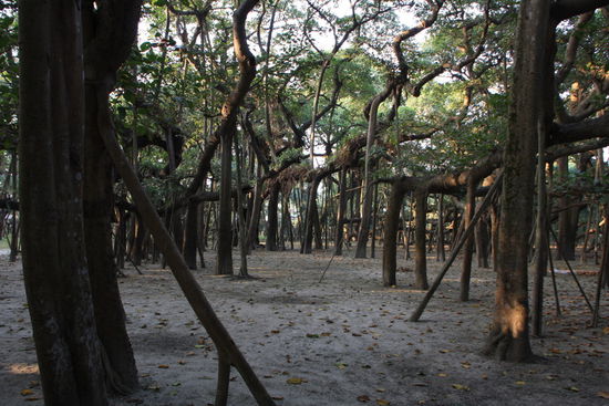 ... ist aber ein einziger Baum. Die "Staemme" sind eigentlich Wurzeln.