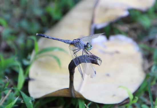 Ich bin dem Tiger auf der Spur: