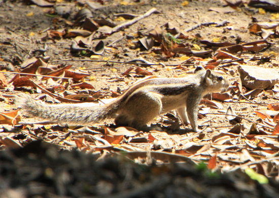 ... immer groesser und wilder!