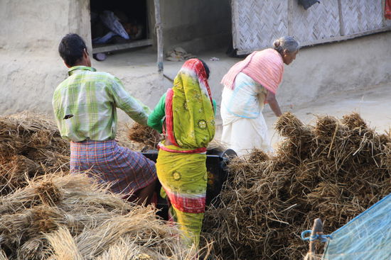 Reis-Verarbeitung: Mit der durch Muskelkraft rotierenden Trommel werden die Koerner von den Aehren getrennt.