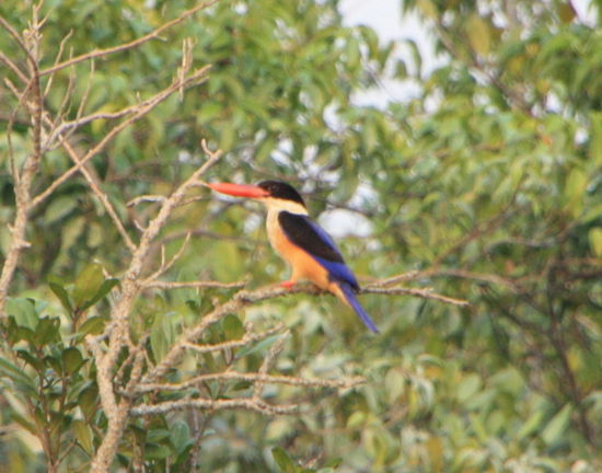 Der erste Kingfisher ...