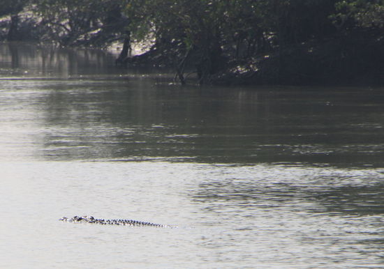 Krokodil in Sicht! Beim zweiten Foto wars schon abgetaucht!