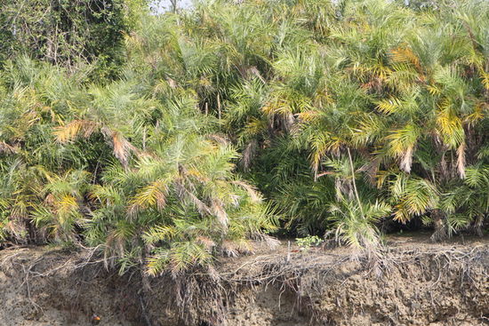 Ob wir den Tiger wohl gesehen haetten, wenn er irgendwo hier gewesen waere?