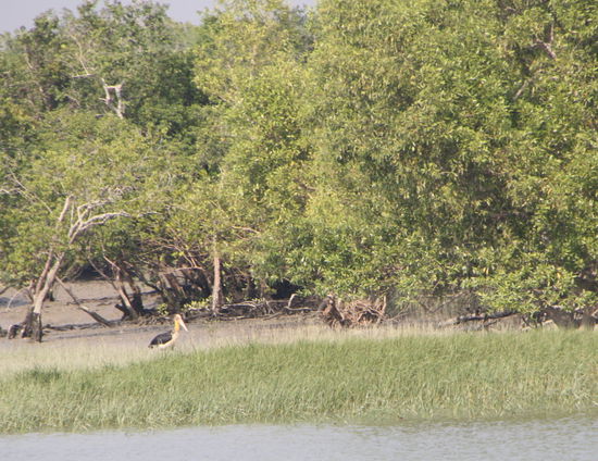 Den haben wir jedenfalls entdeckt!
Eine Art Storch - wie all diese Viecher genau heissen koennt ihr gerne selber nachschlagen und mir dann mitteilen.