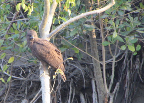 Auch dieser grimmige Kerl...