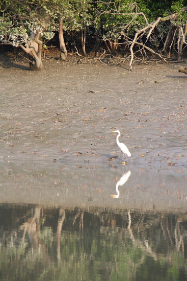 Ein (eitler) Kranich ?!?