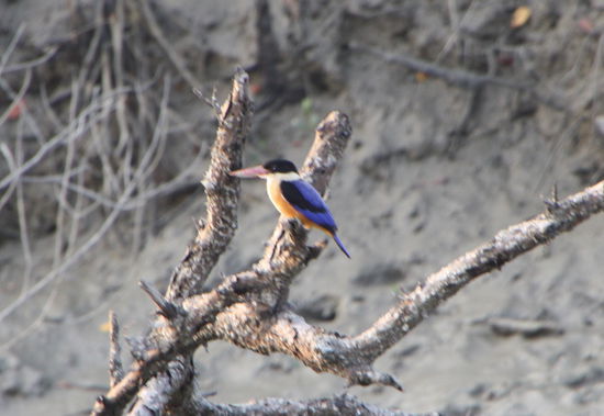 Die mit der schwarzen Haube waren am haeufigsten. Die anderen habe ich nicht erwischt.