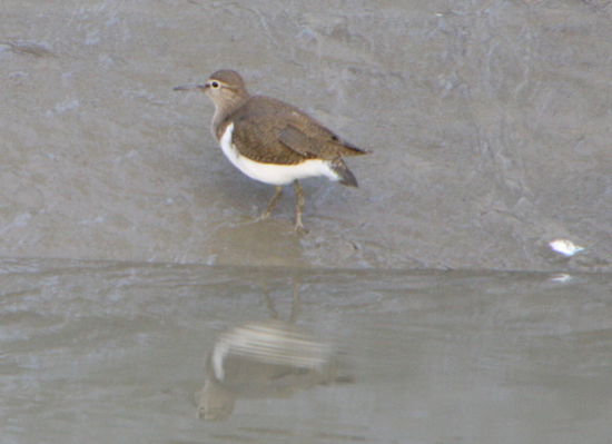 Der Guide hat dazu irgendwas von Sandpiper gesagt.