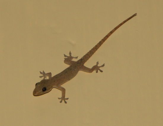 Mein neuer Mitbewohner.