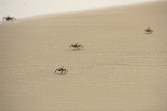 ... und ein paar Dutzend dieser Kerlchen.