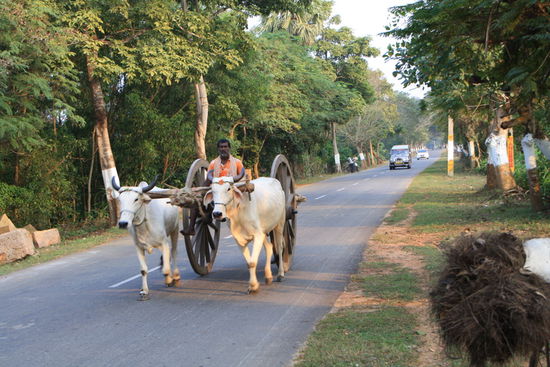 Tägliches Bild auf Indiens Strassen.