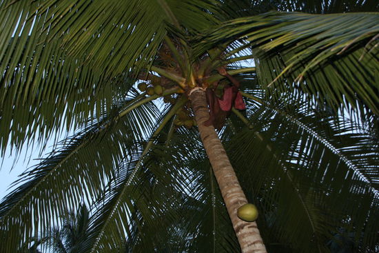 Kokosnuss ist unterwegs.