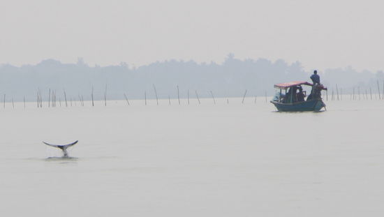 Es gibt da tatsächlich diese Delfine.