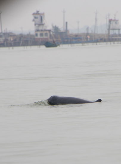 Mehr als diese beiden Bilder gabs allerdings nicht.
Die Delfine sehen übrigens den Belugas recht ähnlich.