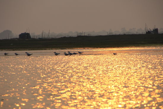Möwen schwimmen im Gold.